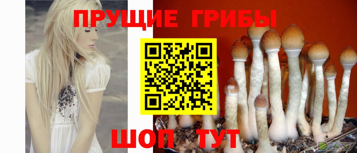 Галлюциногенные грибы Magic Shrooms  Галлюциногенные грибы Psilocybe  хочу   Вход с VPN  Каменск-Шахтинский 